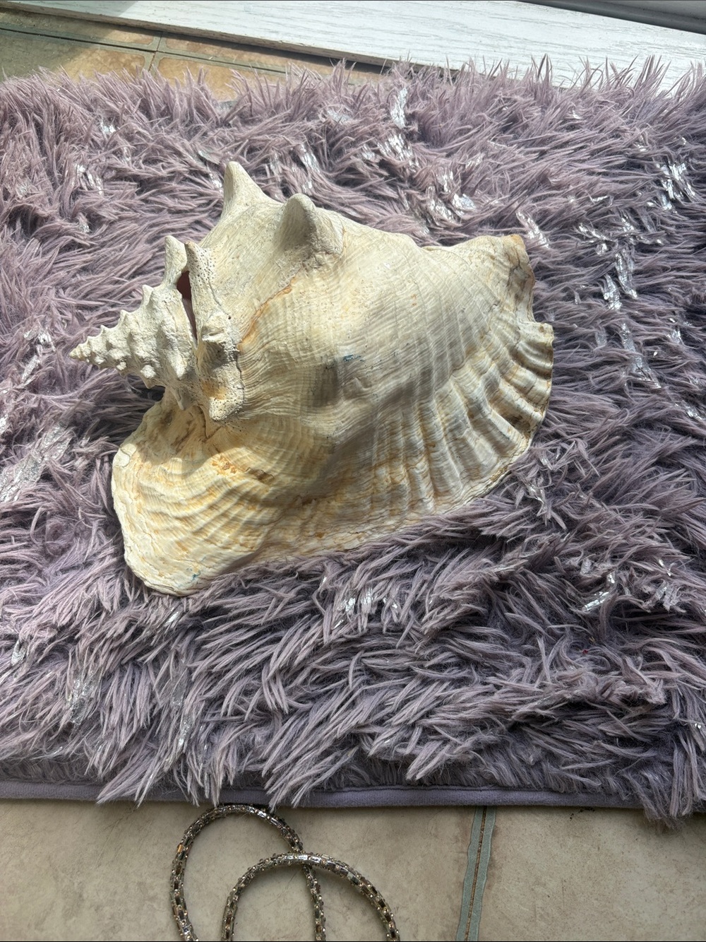 Large Natural Conch Shell - Cream and Light Tan